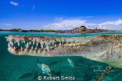 American Crocodile photographed at 16mm on Full Frame, no... by Robert Smits 